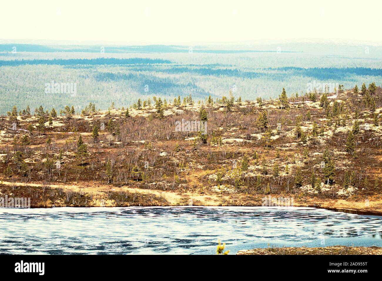 Spring in Lapland lake-forest land, birch elfin Stock Photo