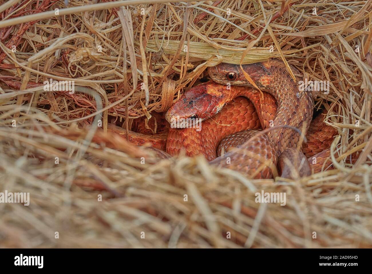 Snakes mating hires stock photography and images Alamy