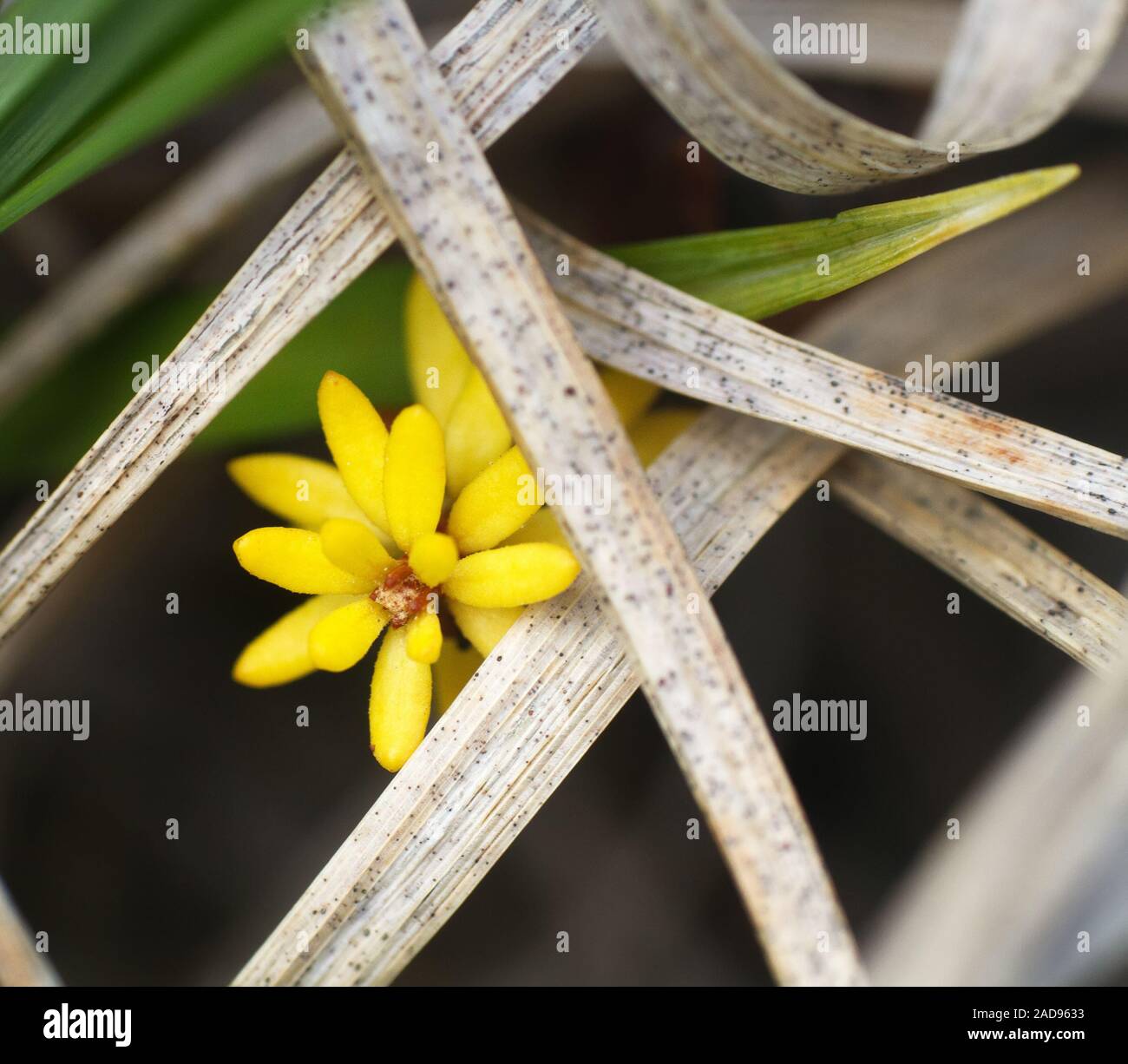 North succulent with yellow leaves Stock Photo Alamy