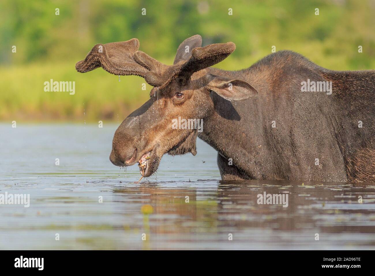 A bull Moose enjoys his late afternoon salad. Stock Photo