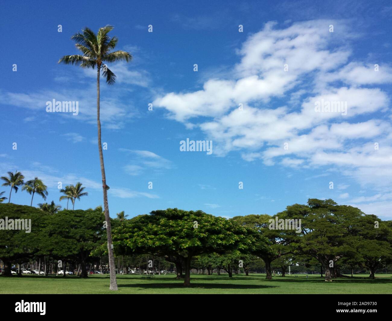 Kapiolani Park with Coconut and Shade trees on Oahu, Hawaii. Stock Photo