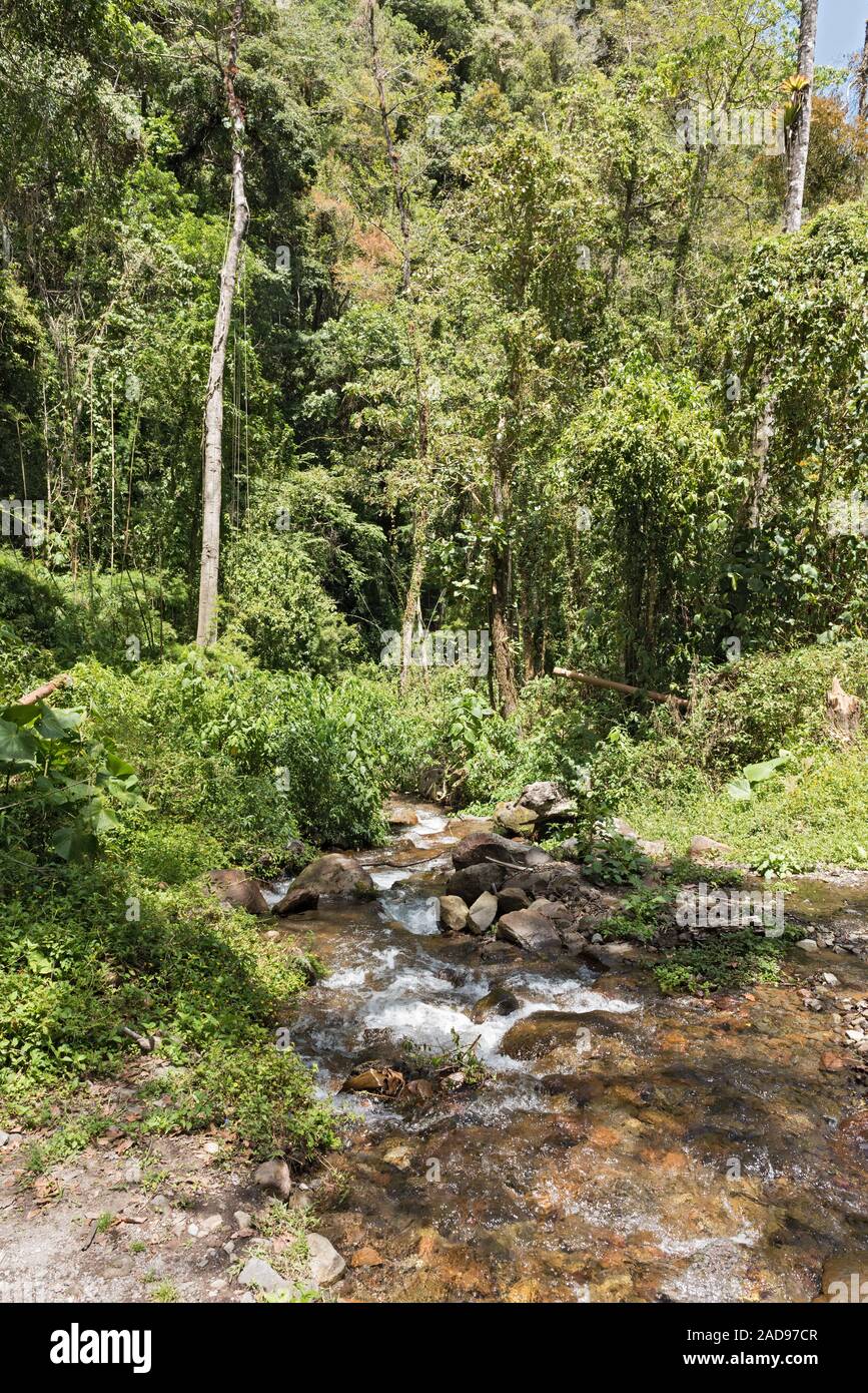 Small stream in Volcan Baru National Park Panama Stock Photo