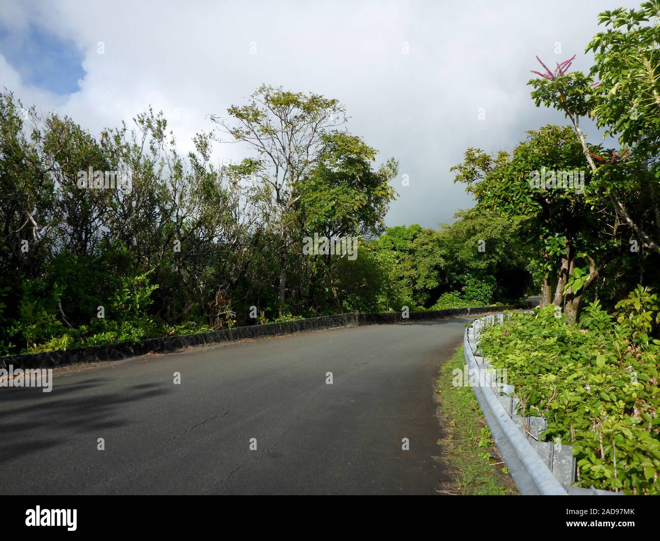 Road on top Tantalus Mountain with lush trees along the road on Oahu, Hawaii. Stock Photo