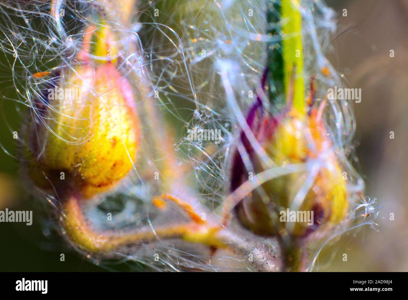 The plant is covered with fuzz, threads fruitbriefing Stock Photo Alamy