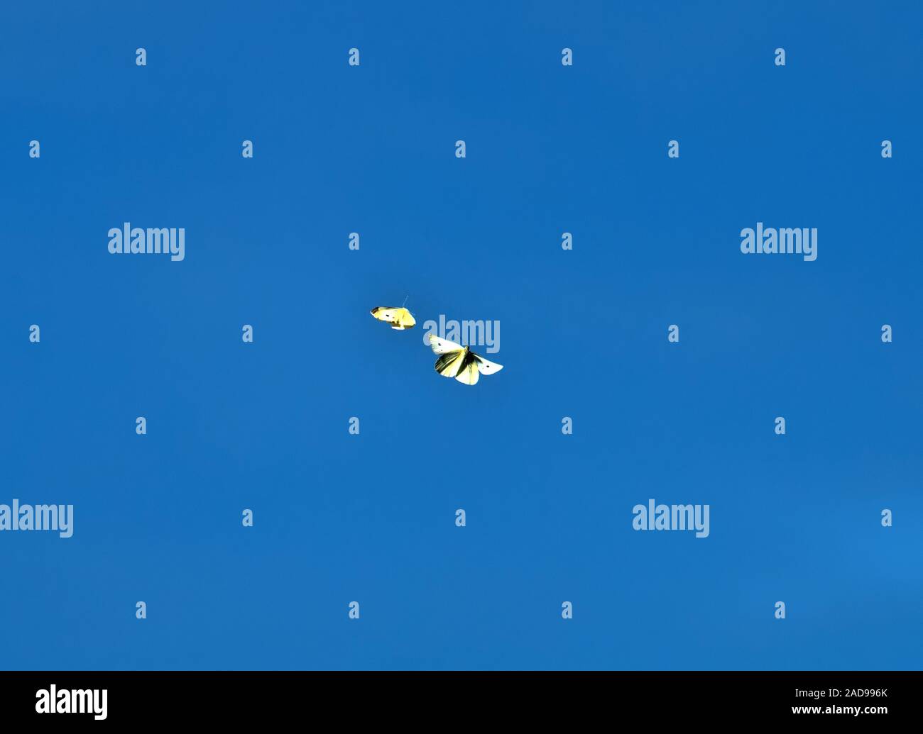 Butterflies in the sky during the marriage dance Stock Photo Alamy