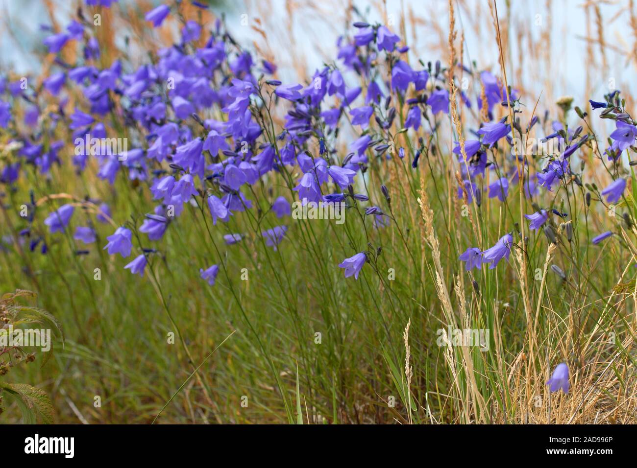 Bell flower opens towards the sun Stock Photo Alamy