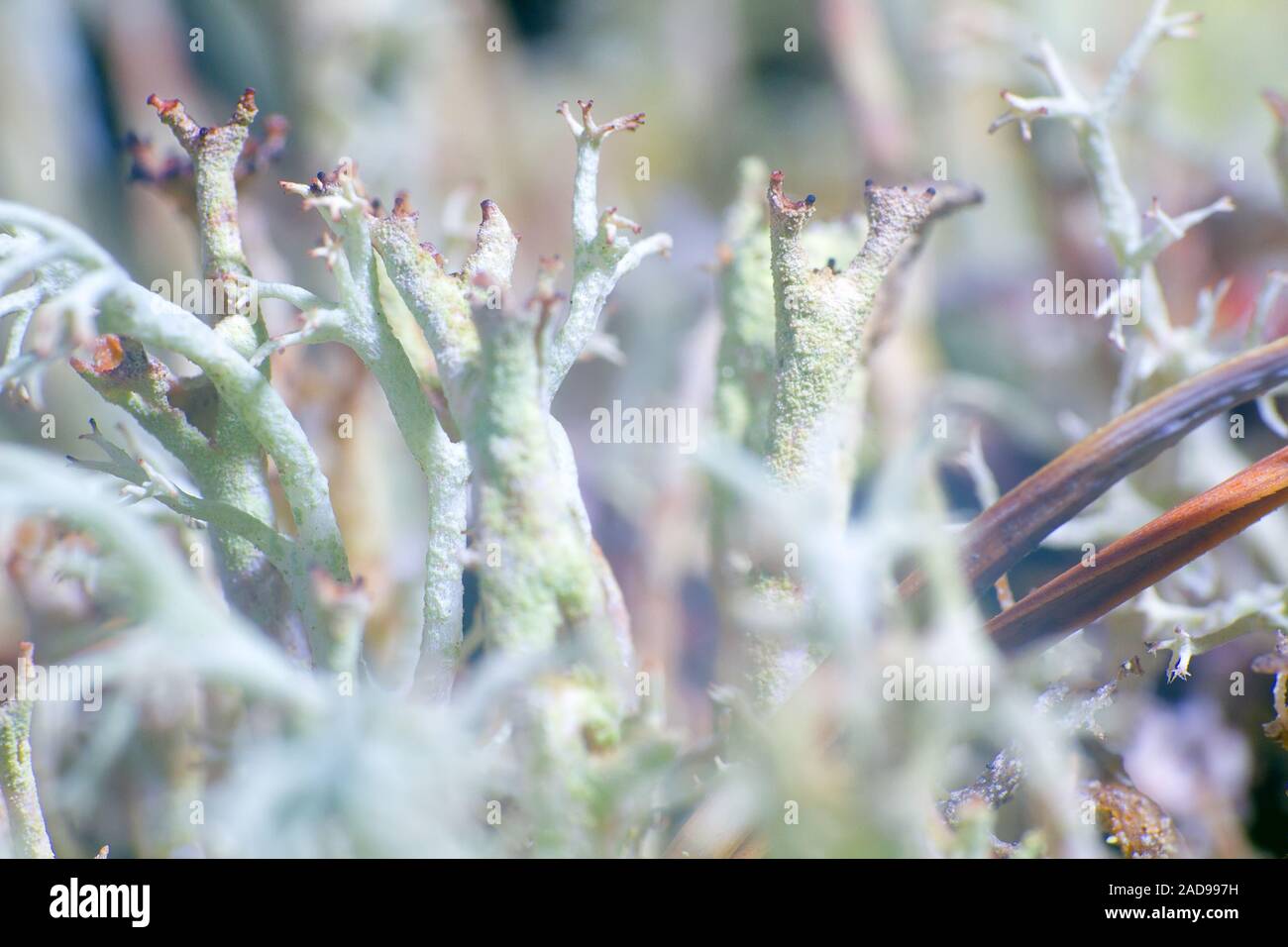 Cover lichens, reindeer moss Stock Photo - Alamy