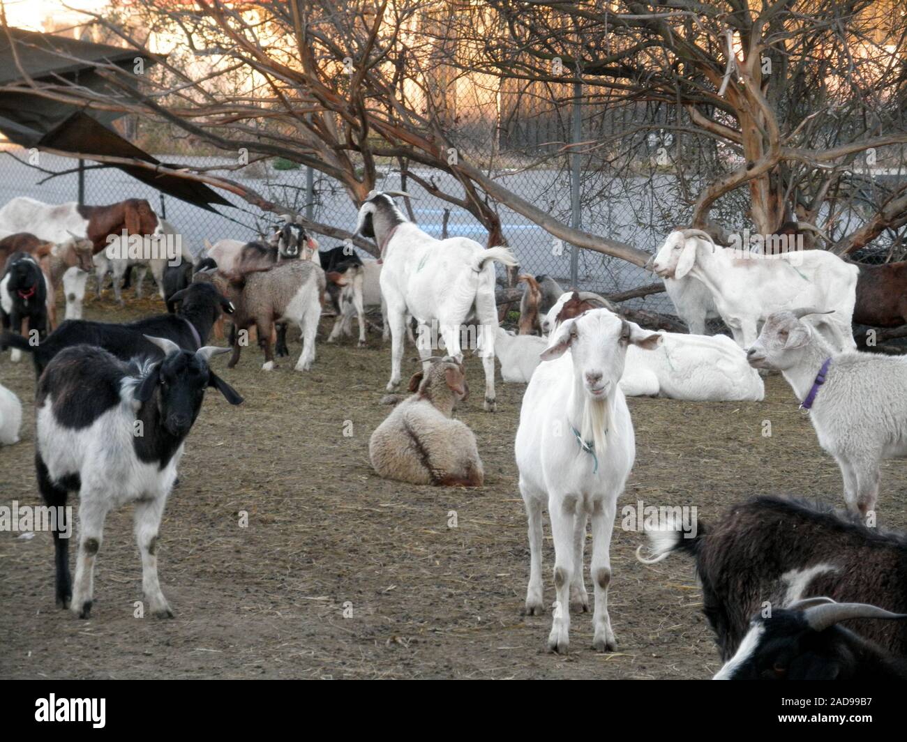 white and brown Goats and sheep hang out in an overgrown field in an urban area as their used to eat all the over grown weeds. Stock Photo