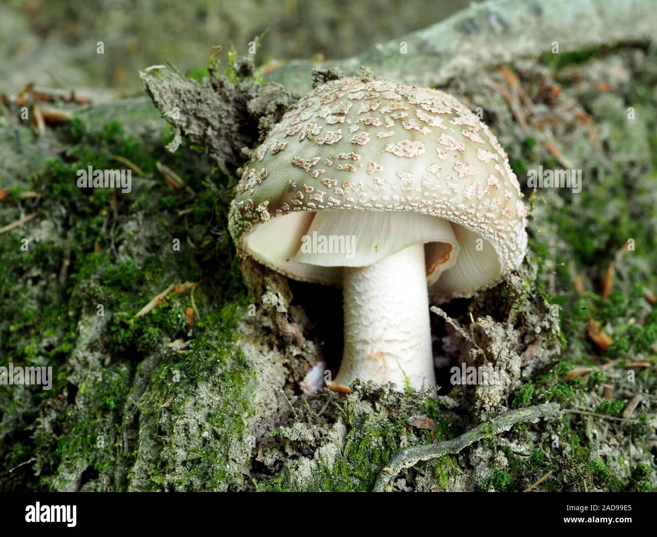 Blusher Mushroom (Amanita rubescens) Stock Photo