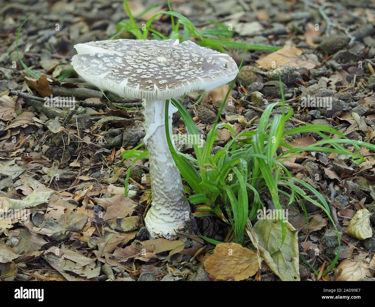Grey spotted amanita mushroom Stock Photo - Alamy