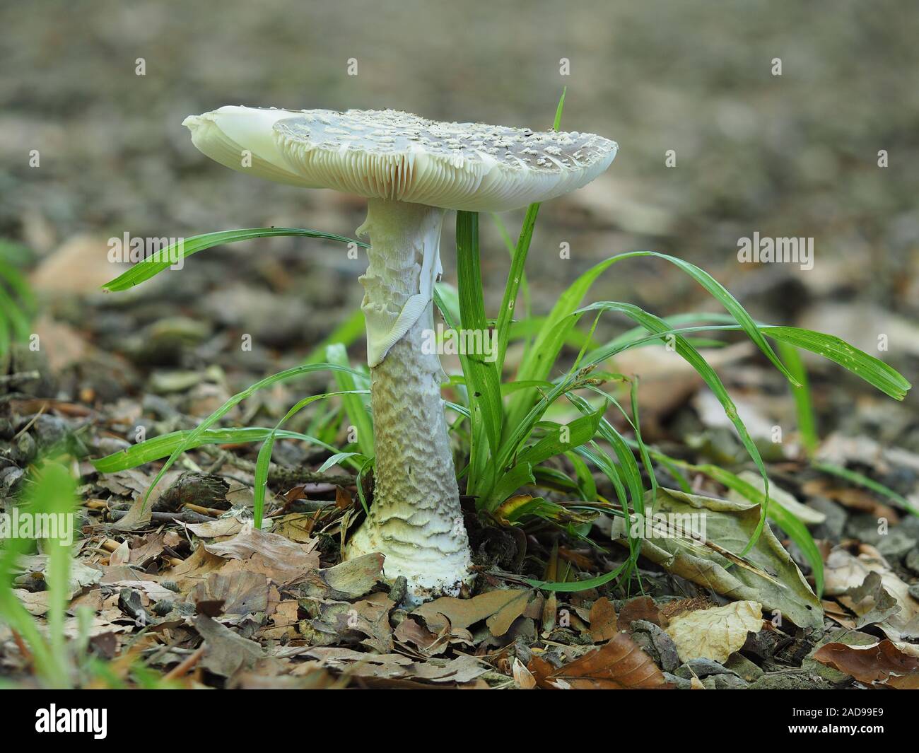 Grey spotted amanita mushroom Stock Photo