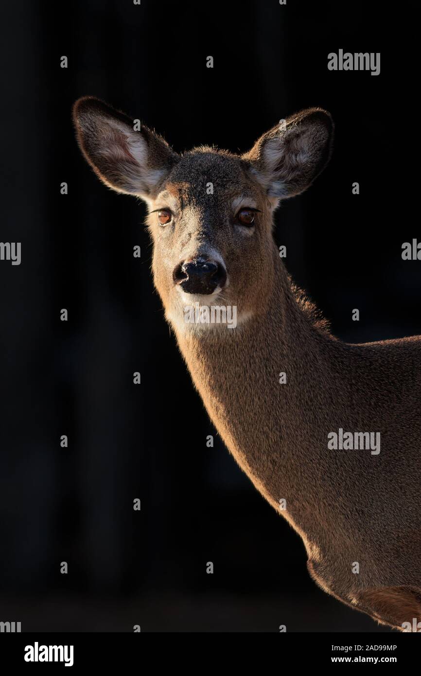 A portrait of a side lit White-tailed Deer. Stock Photo