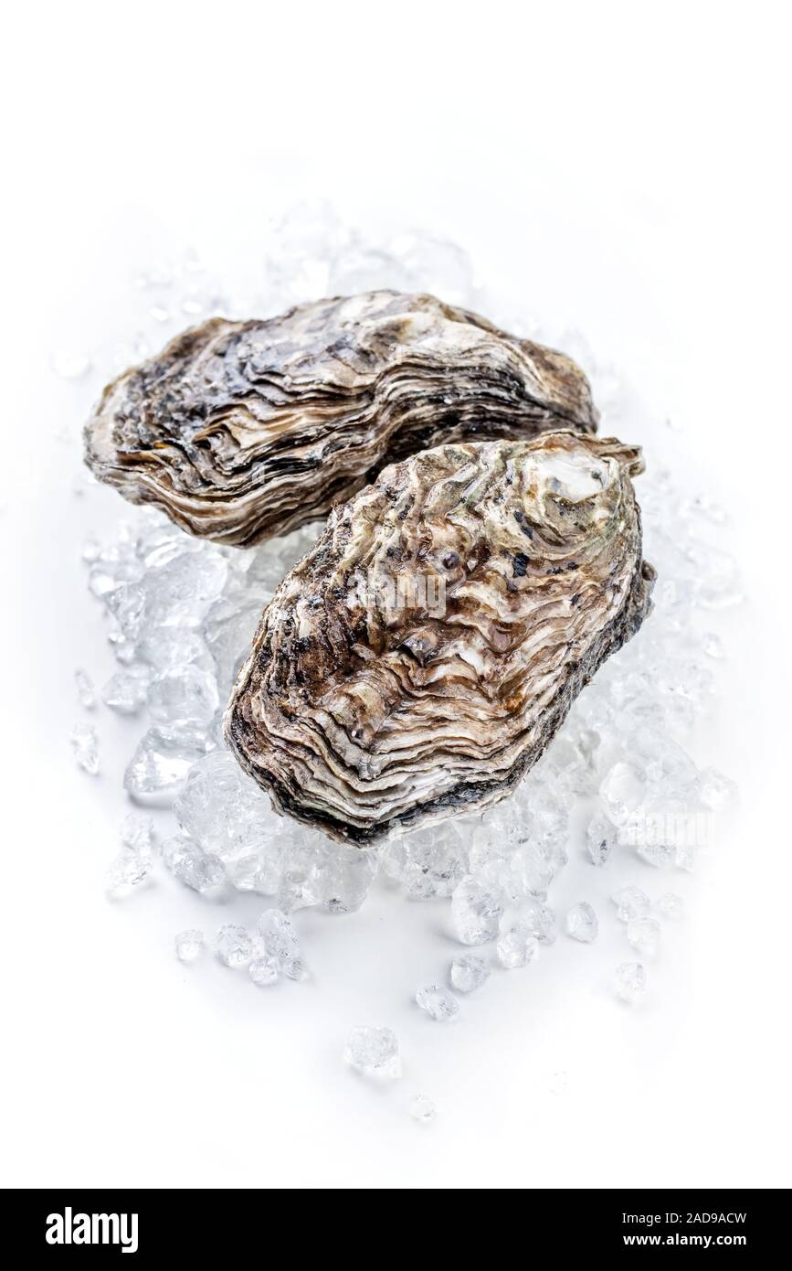 Rock oyster Cut Out Stock Images & Pictures Alamy