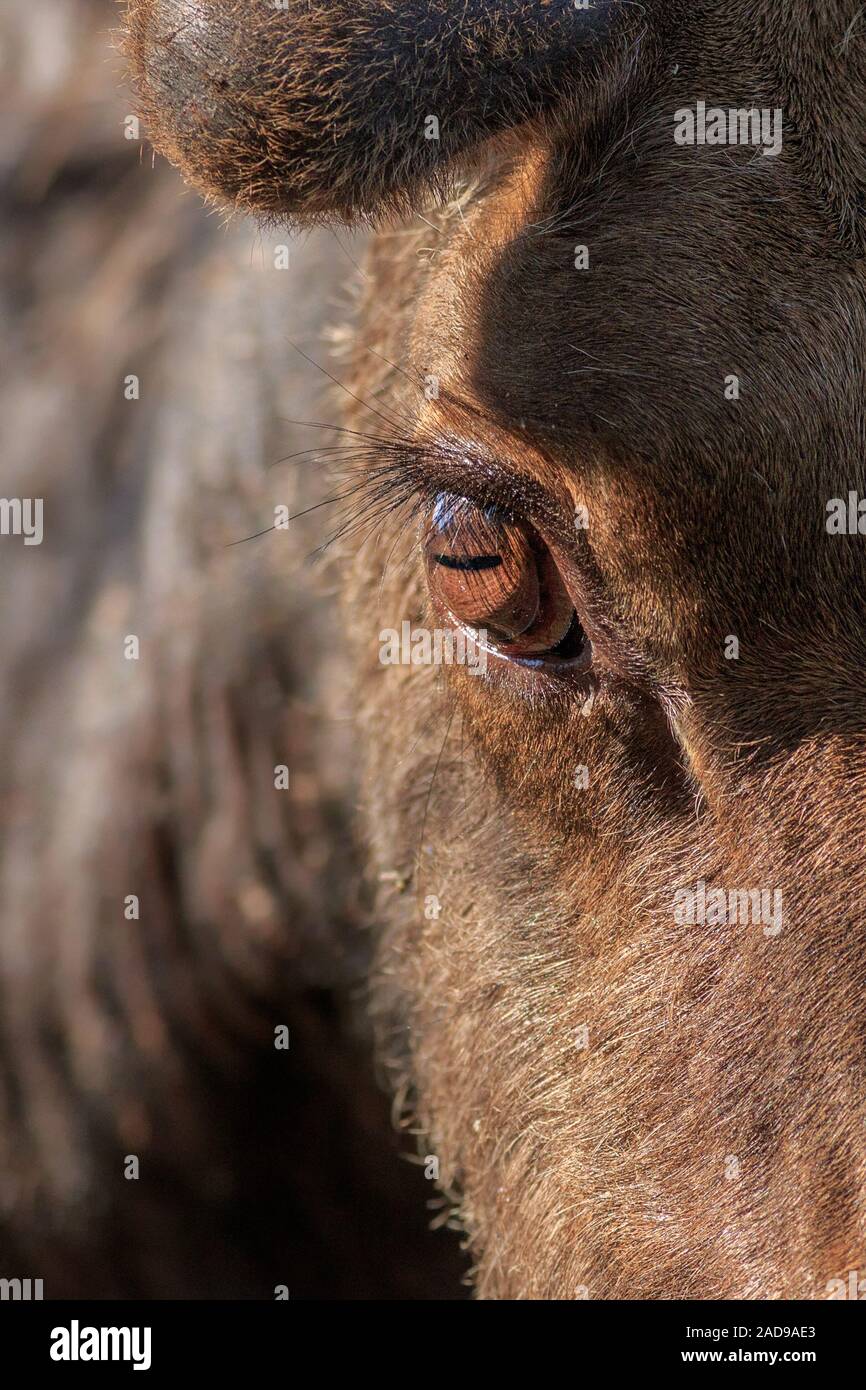 Up close and personal with a young bull Moose. Stock Photo