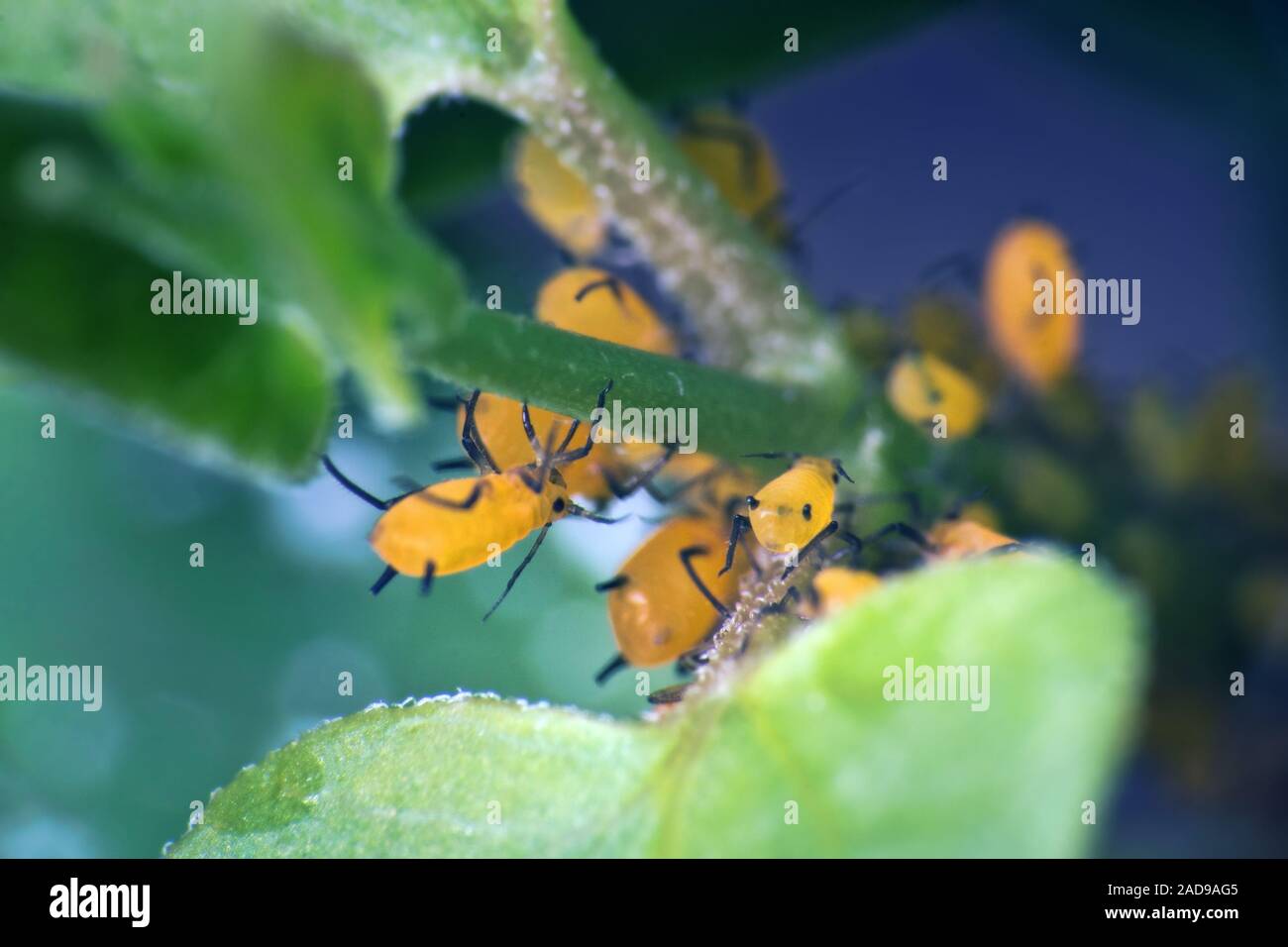 Aphids like green men rushes to the plant with an army Stock Photo