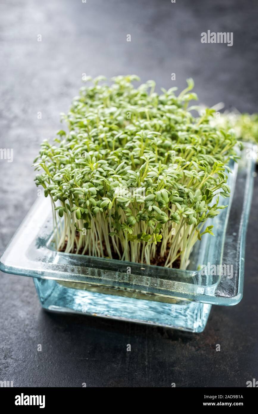 Fresh garden cress germ bud as closeup on a black board with copy space Stock Photo
