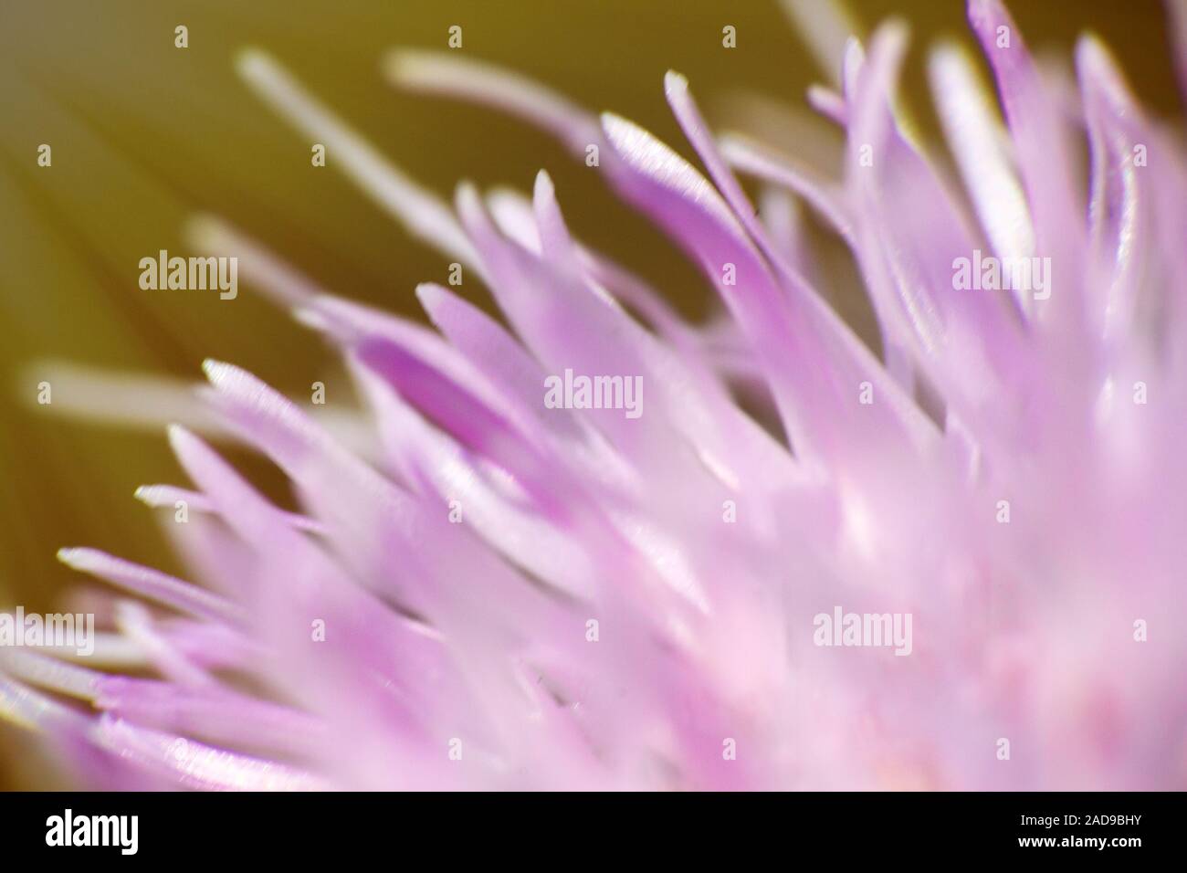SowThistle pink flower in the sun Stock Photo Alamy