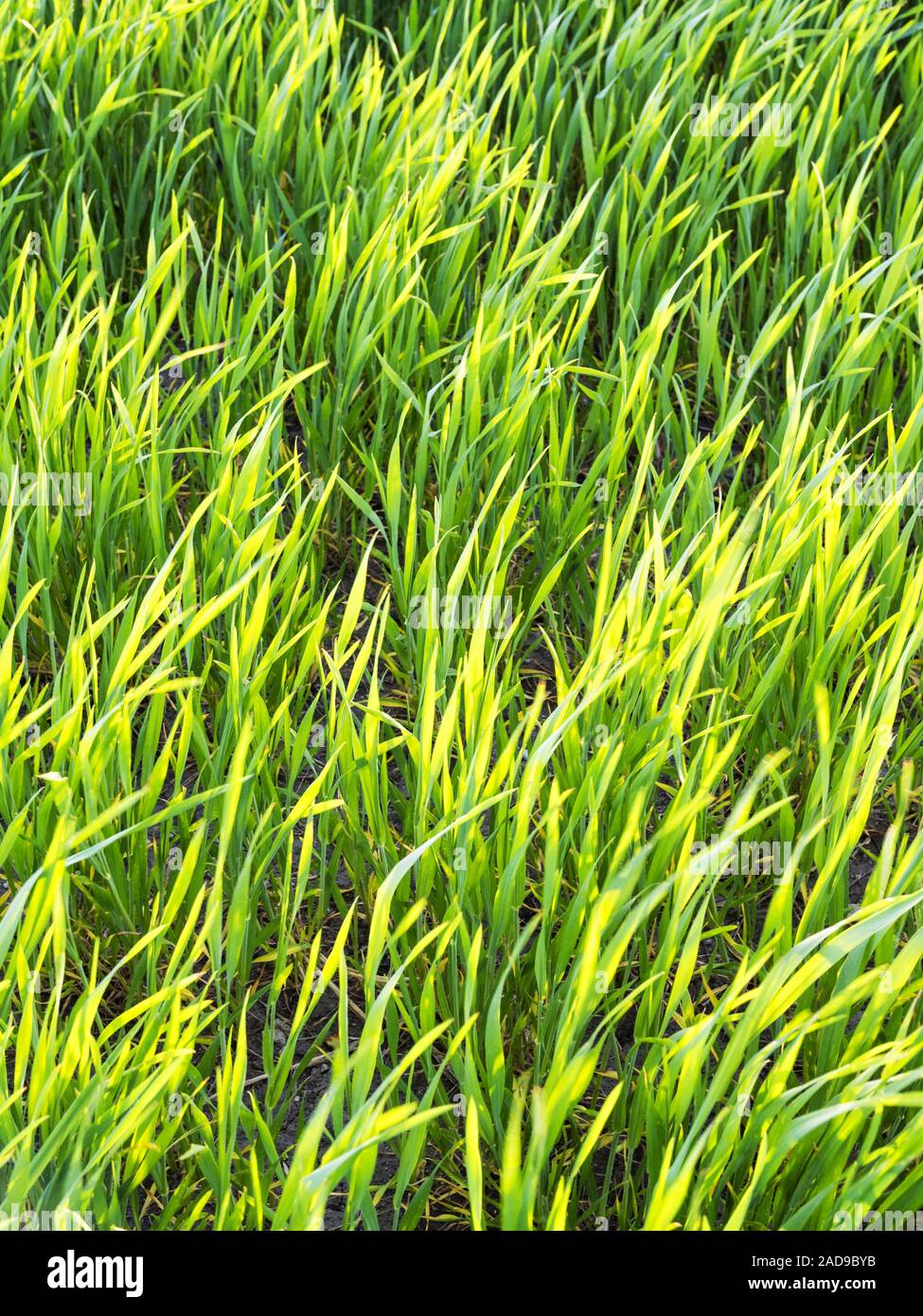 green grass in spring Stock Photo