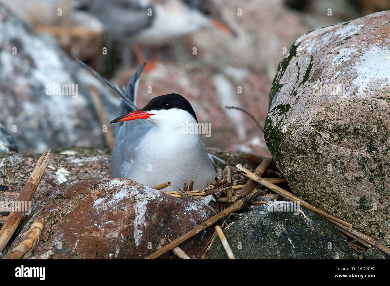 Common tern (Sterna hirundo) is sitting on the nest Stock Photo