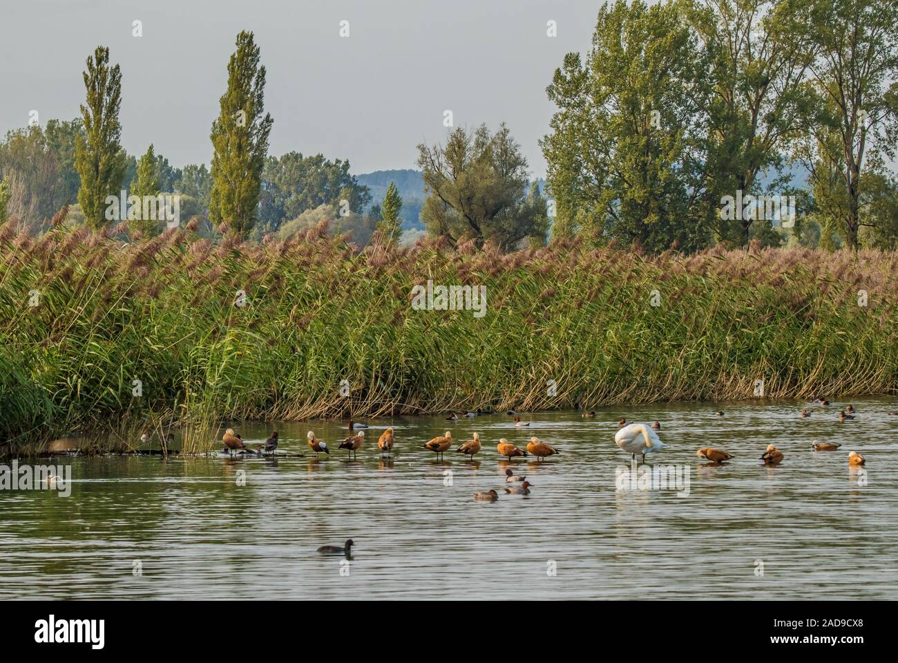 water birds, dominating 'Ruddy Shelducks', Lake Constance Stock Photo