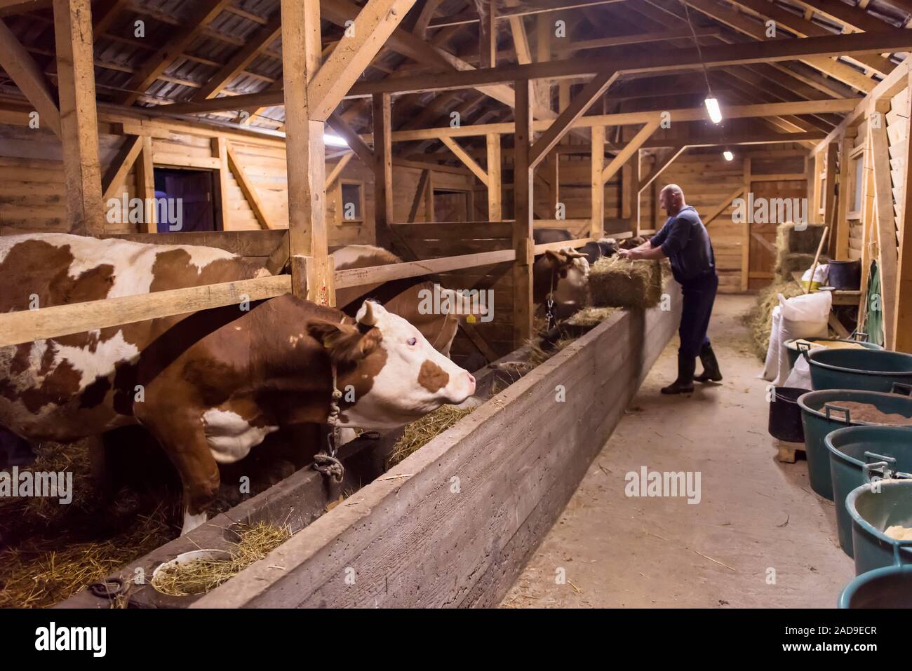 herd of cows eating hay in cowshed on dairy farm Stock Photo - Alamy