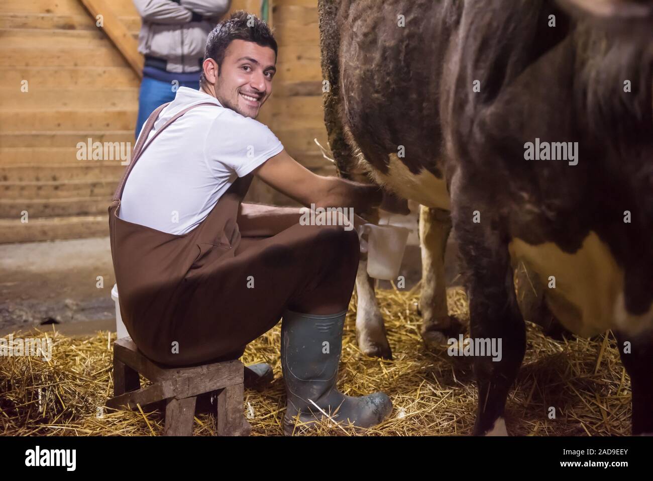 Farmer Milking Dairy Cow By Hand Stock Photo Alamy