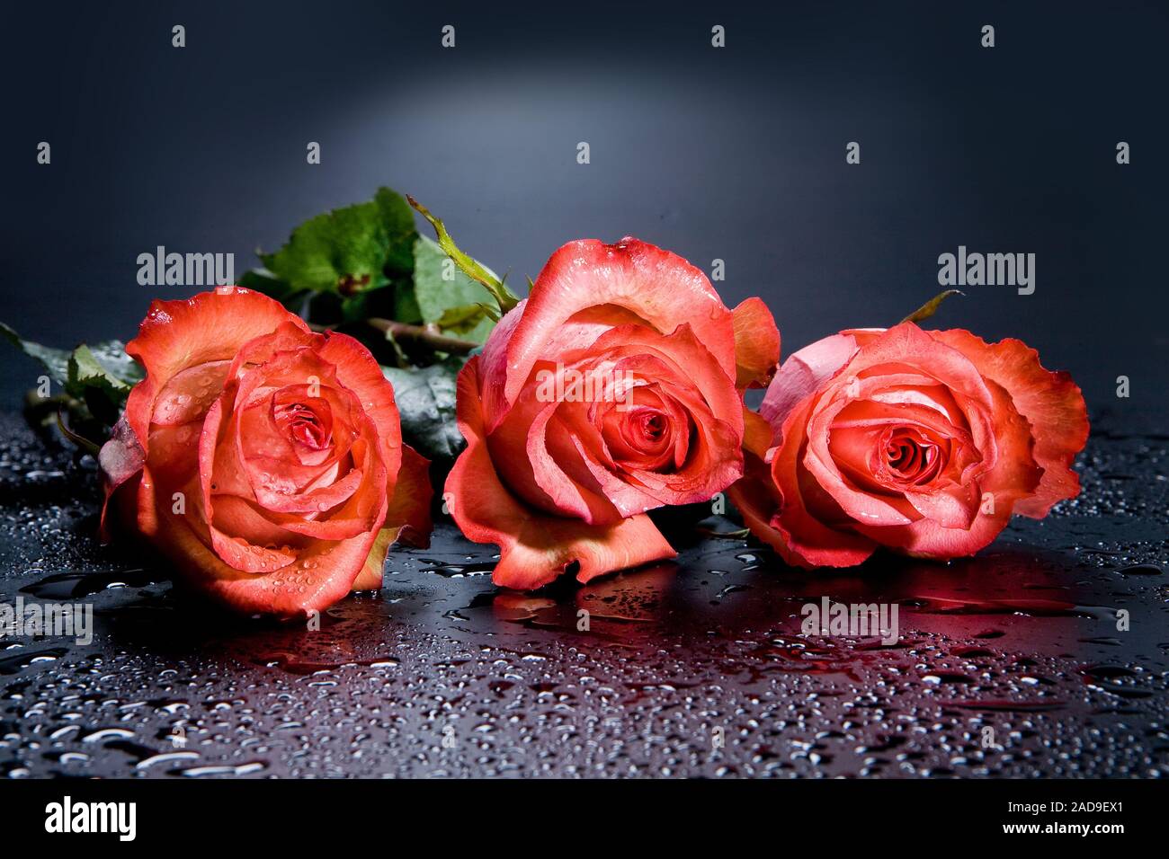 Three Red Roses Stock Photo