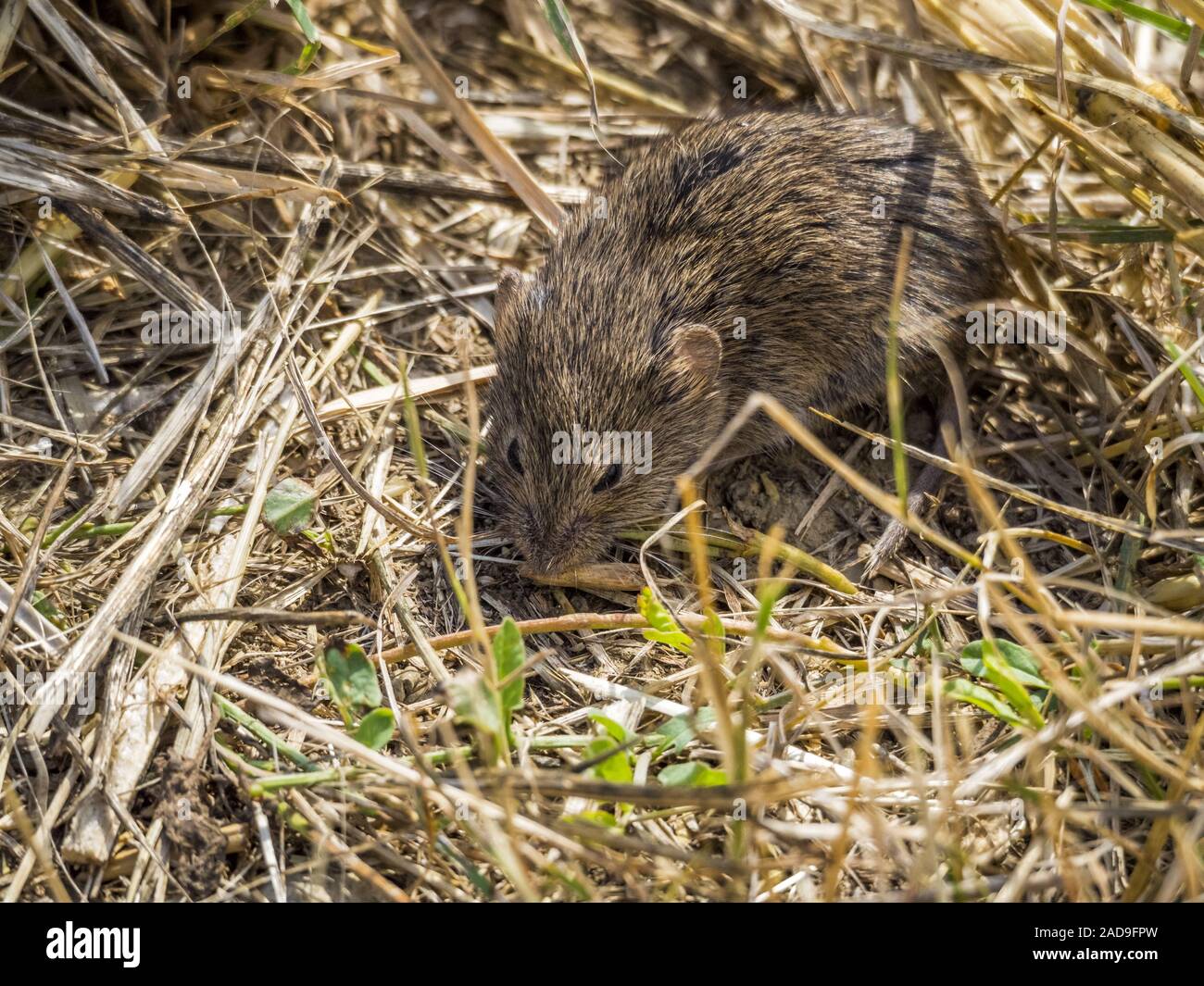 https://c8.alamy.com/comp/2AD9FPW/little-mouse-on-straw-2AD9FPW.jpg