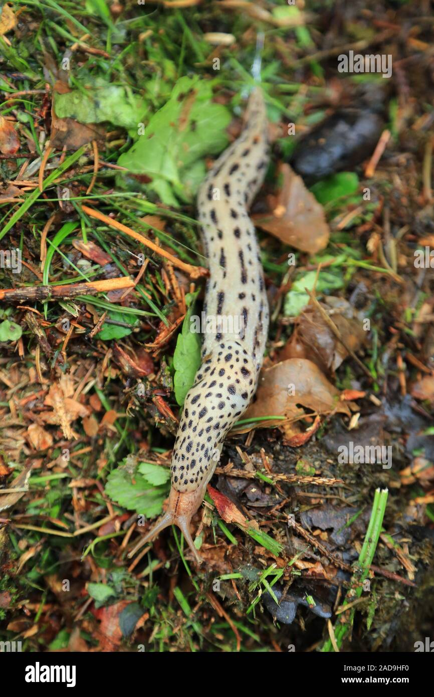 Tigerschnegel, Leopard slug, Limax maximus Stock Photo