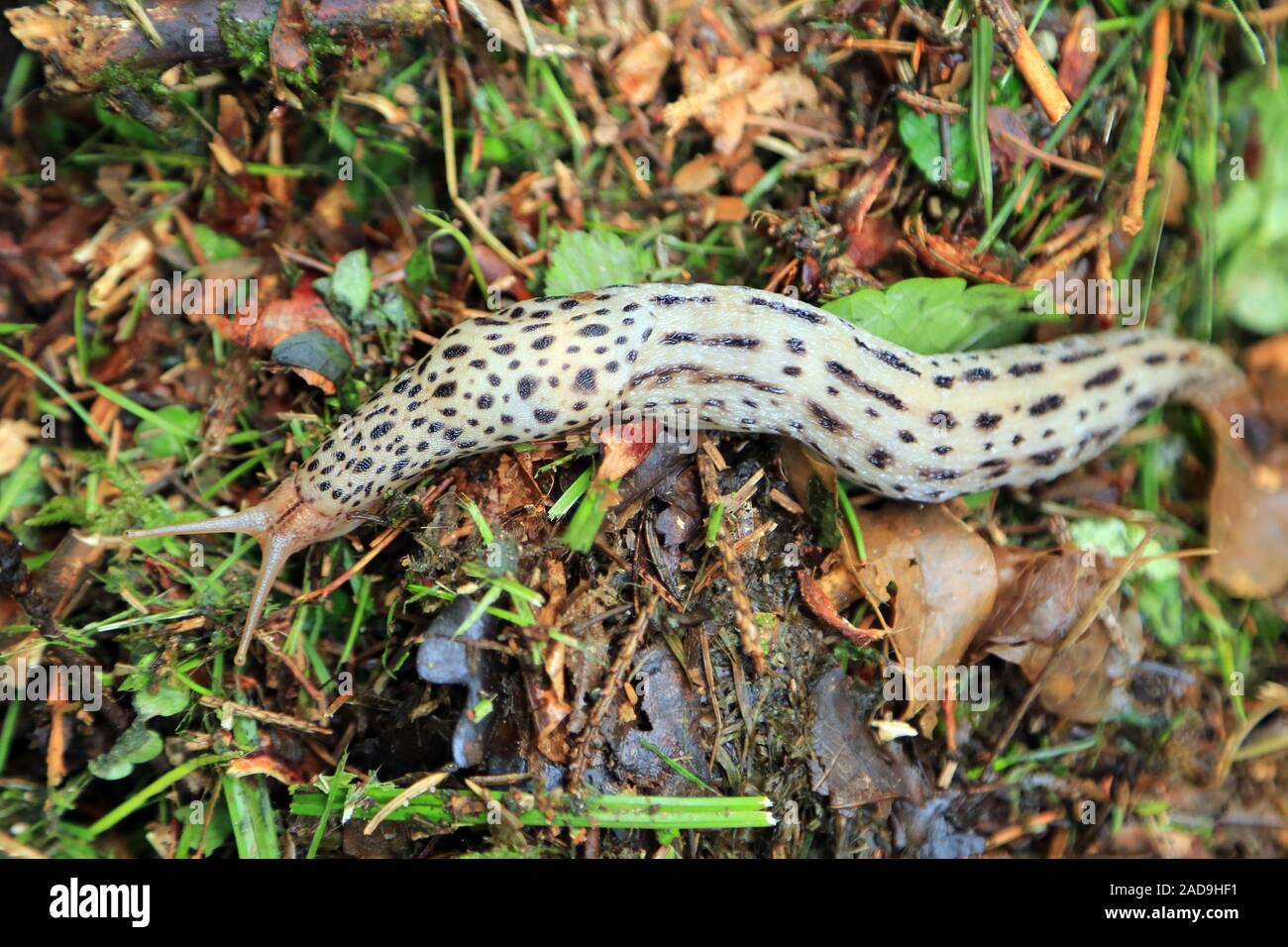 Tigerschnegel, leopard slug, Limax maximus Stock Photo - Alamy