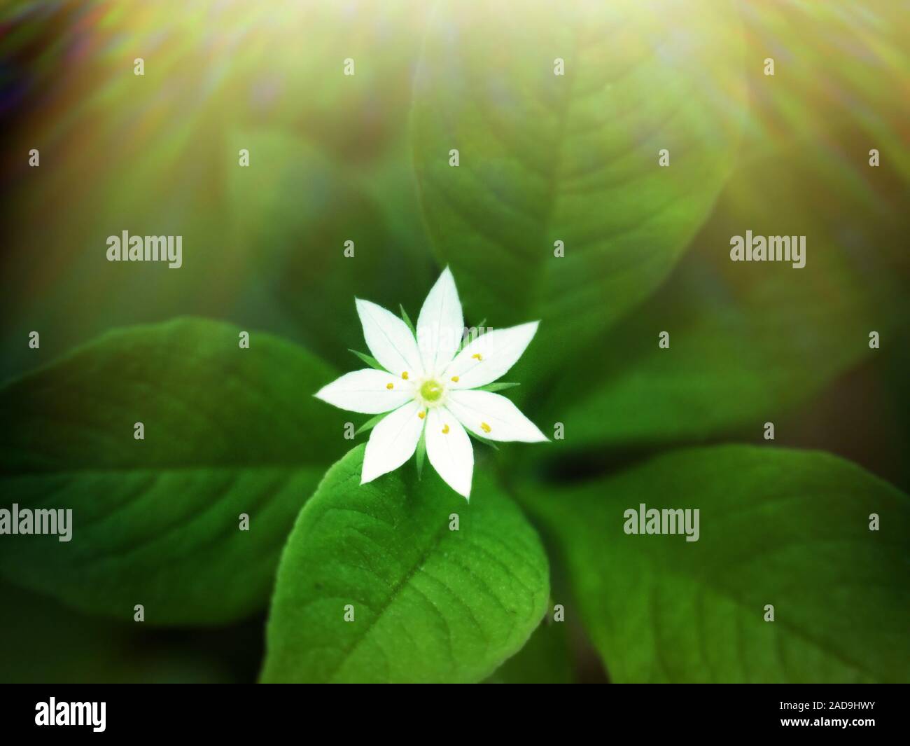 Very elegant plant flower starflower Stock Photo