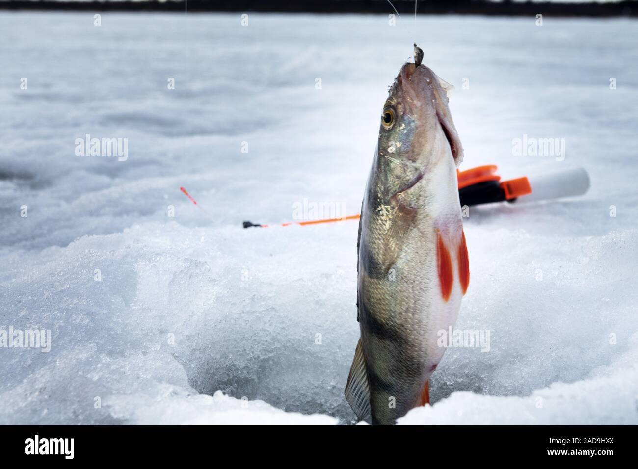 Fish perch in the hole in ice Stock Photo - Alamy