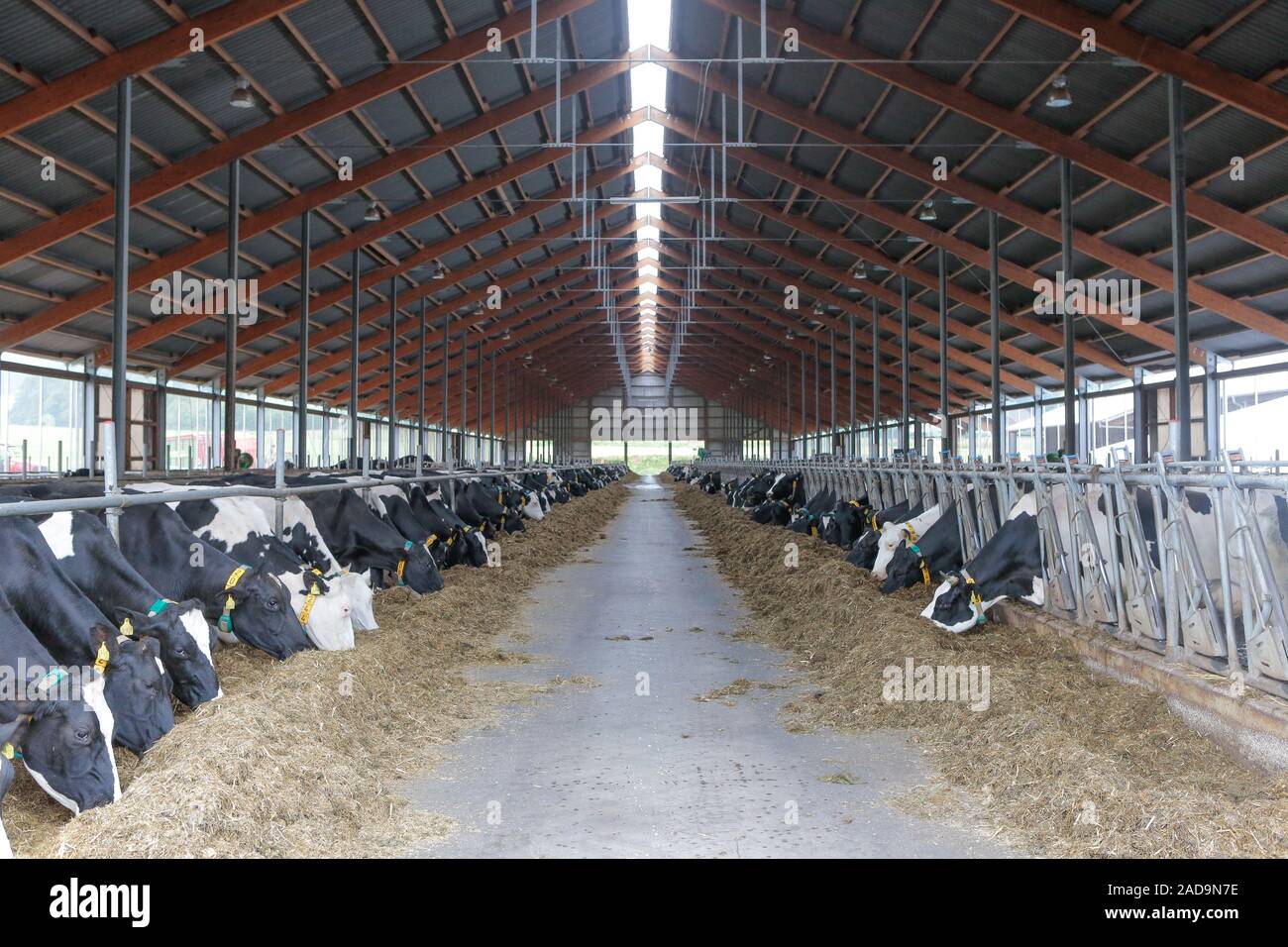 Holstein cattle hi-res stock photography and images - Alamy