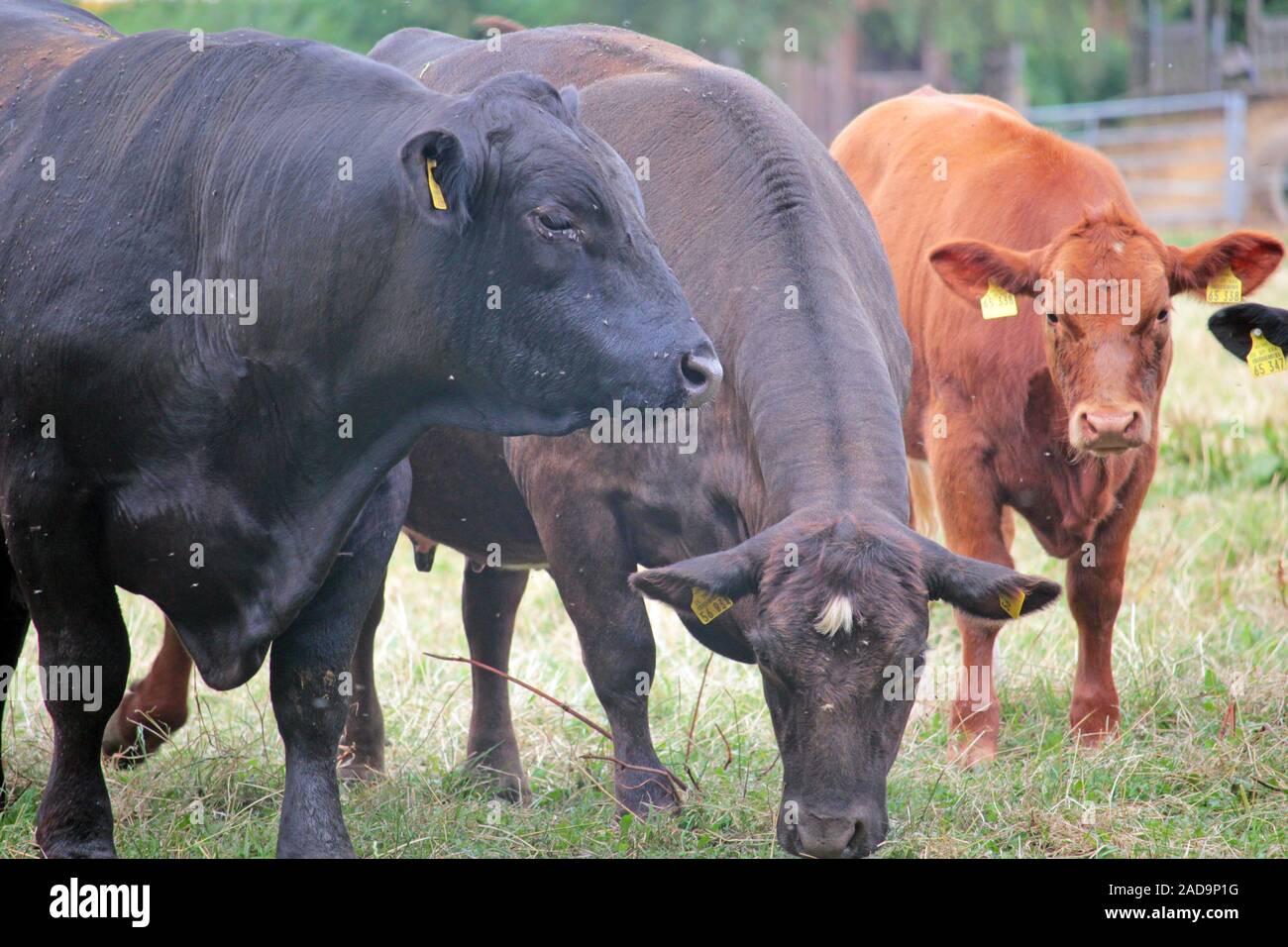 Black angus cattle ranch hi-res stock photography and images - Alamy