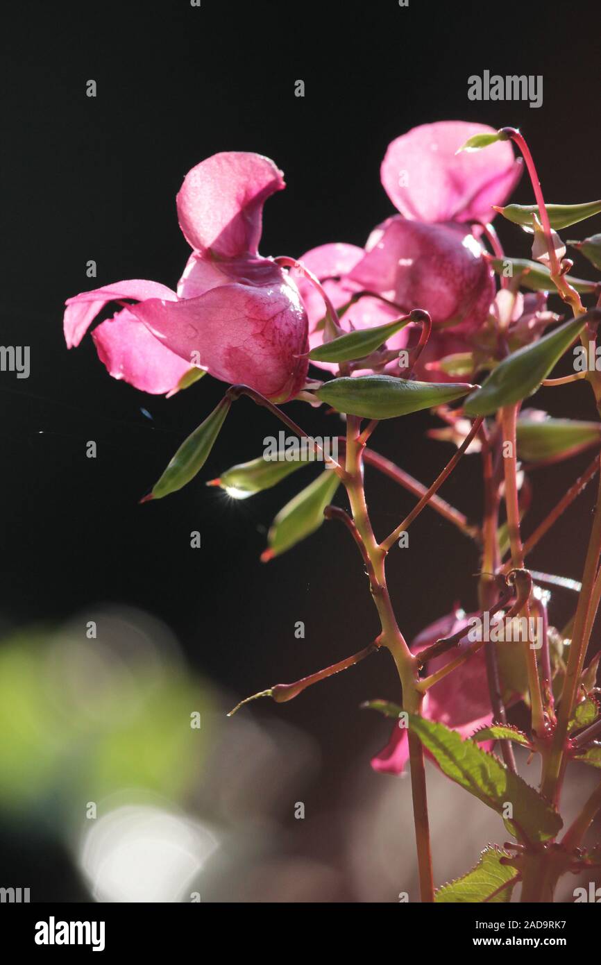 Balsam Stock Photo