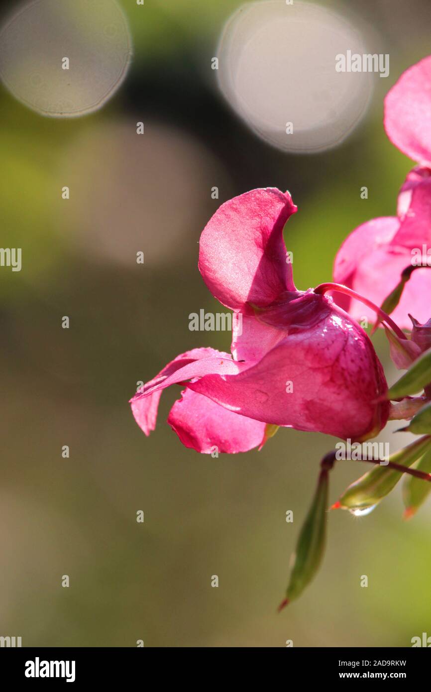 Balsam Stock Photo