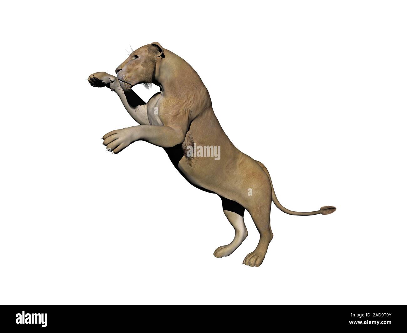 The Red Lion, lion, lion illustration, mammal, face, painted png | PNGWing