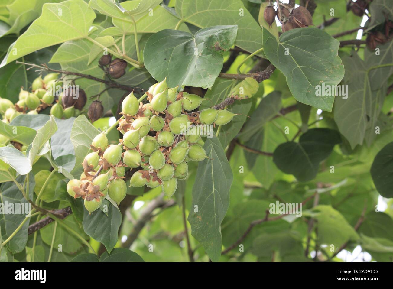 Blue bell tree Stock Photo Alamy