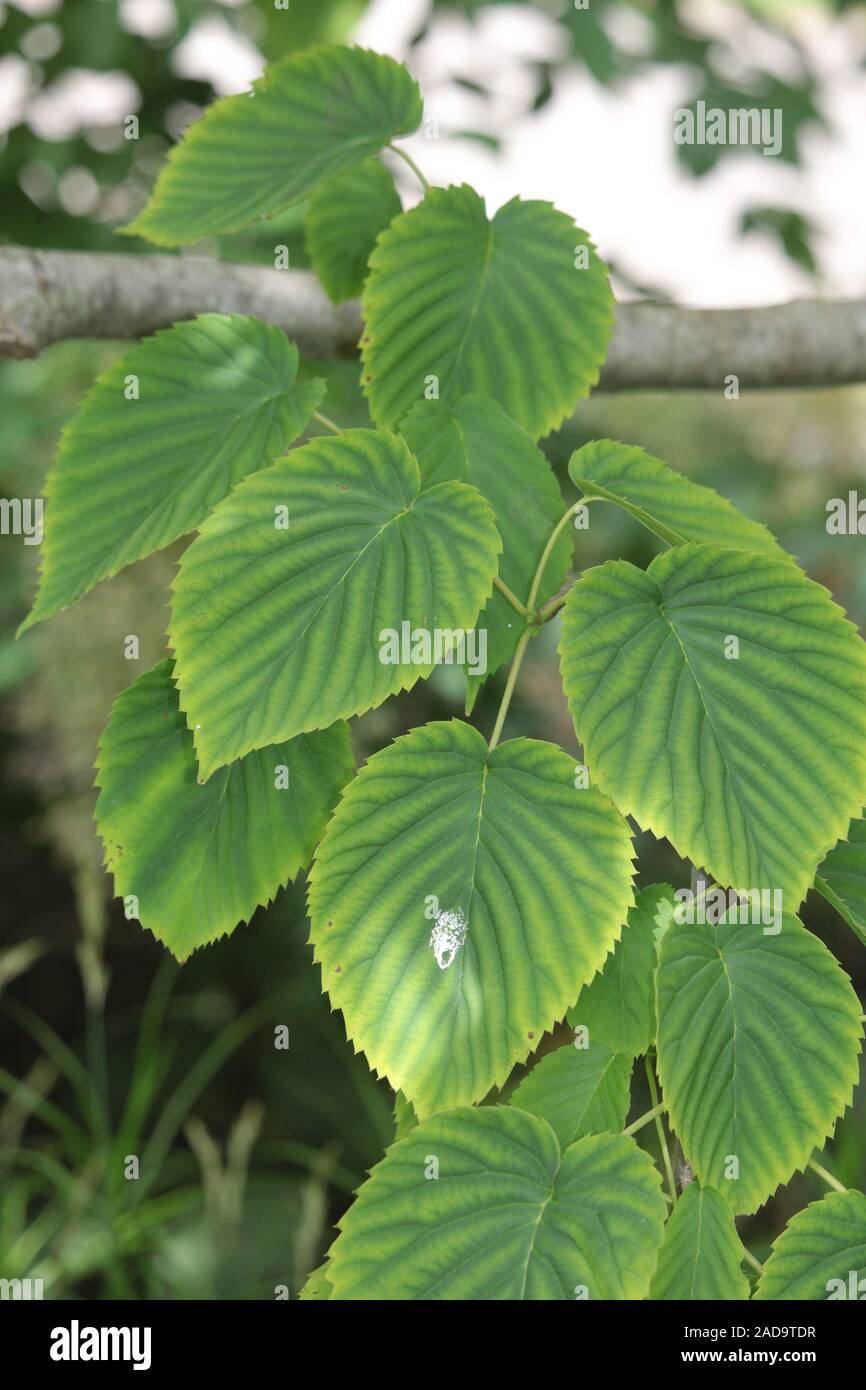 Pigeon tree hi-res stock photography and images - Alamy