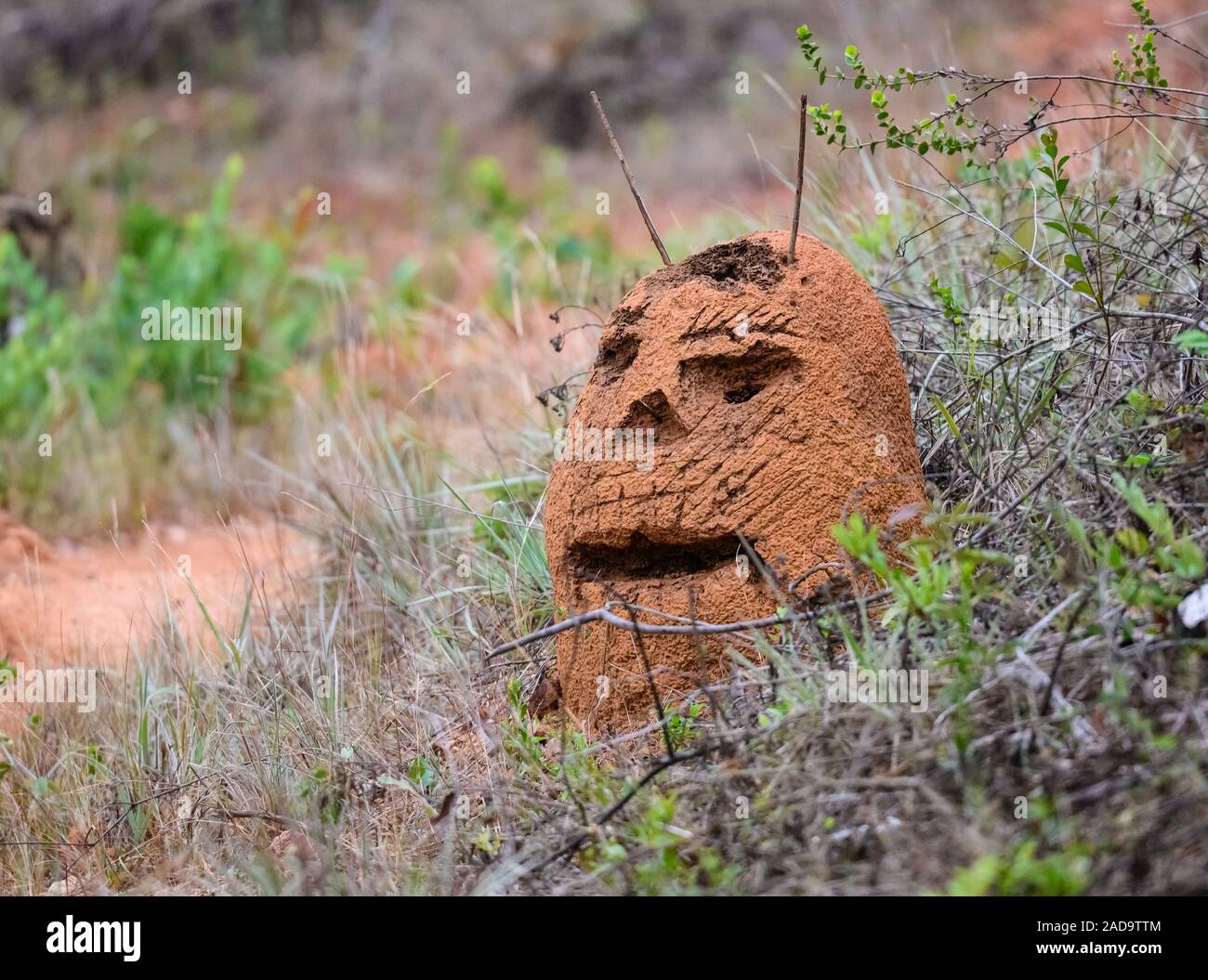 Prankster carved a human face out of an ant mount in the Cerrado of Minas Gerais, NE Brazil, South America. Stock Photo