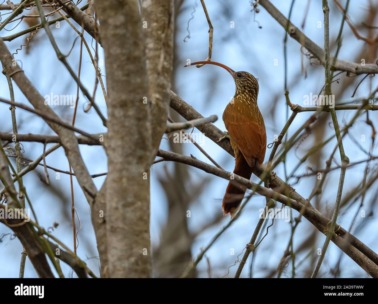 A Red-billed Scythebill (Campylorhamphus trochilirostris) foraging with its long and curved bill. Minas Gerais, NE Brazil, South America. Stock Photo