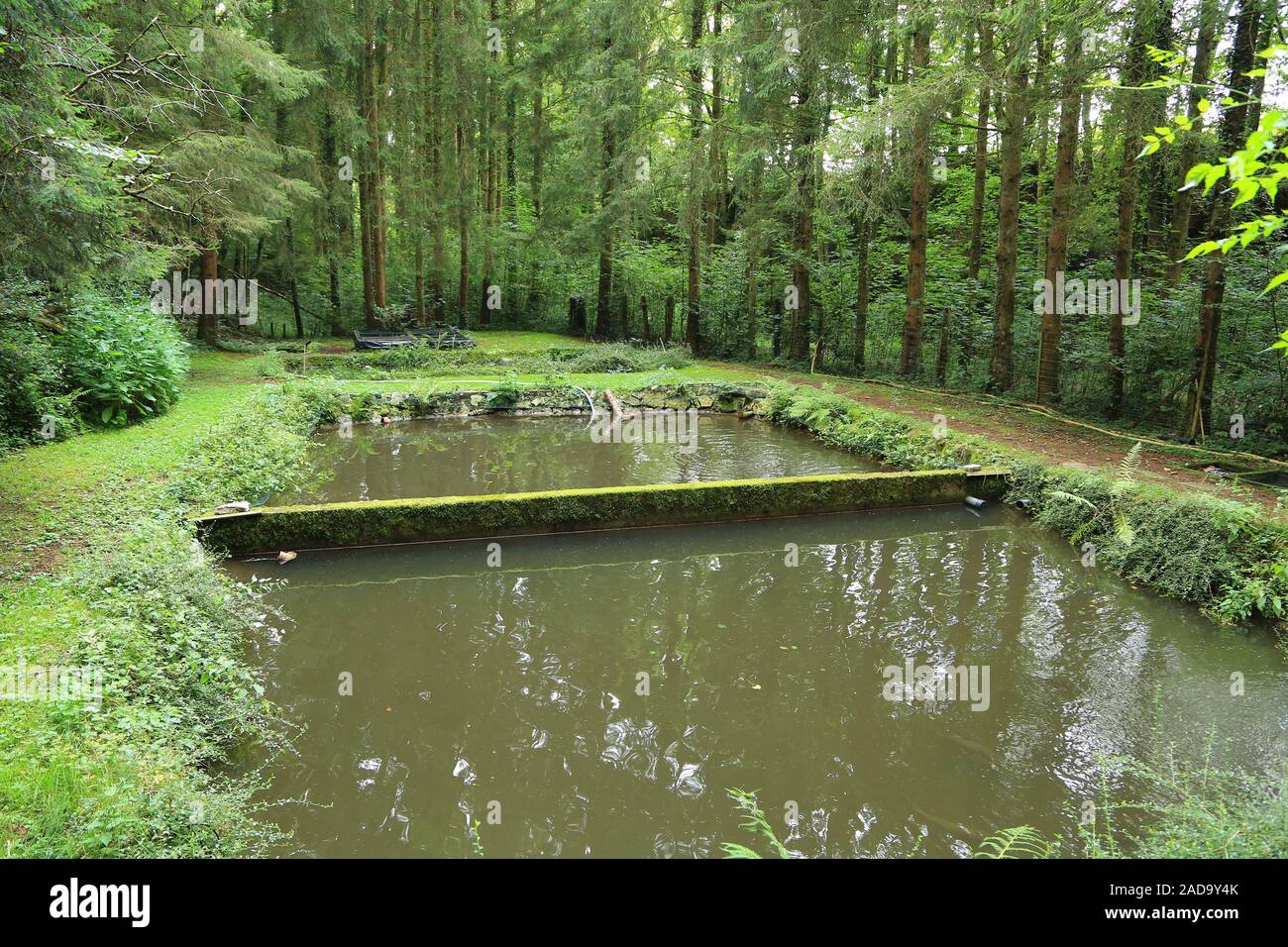 Trout ponds in the Black Forest Stock Photo
