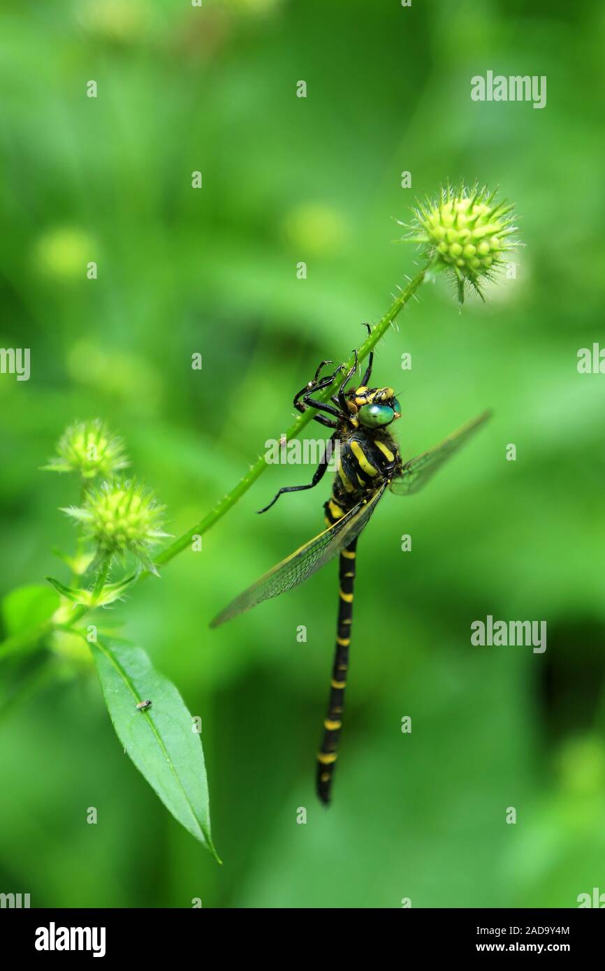 Double striped mermaid on hairy card, Cordulegaster boltonii, Dipsacus pilosus Stock Photo