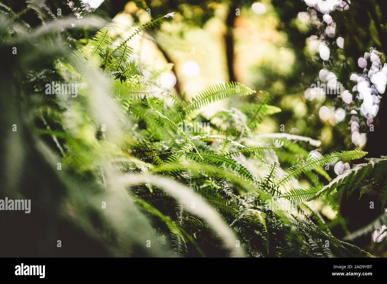 Ferns, Forest, Botanic Gardnes Stock Photo