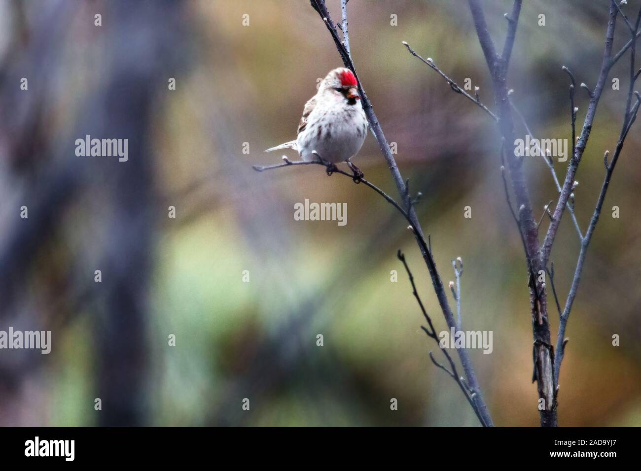 The male Redpoll in breeding plumage Stock Photo Alamy