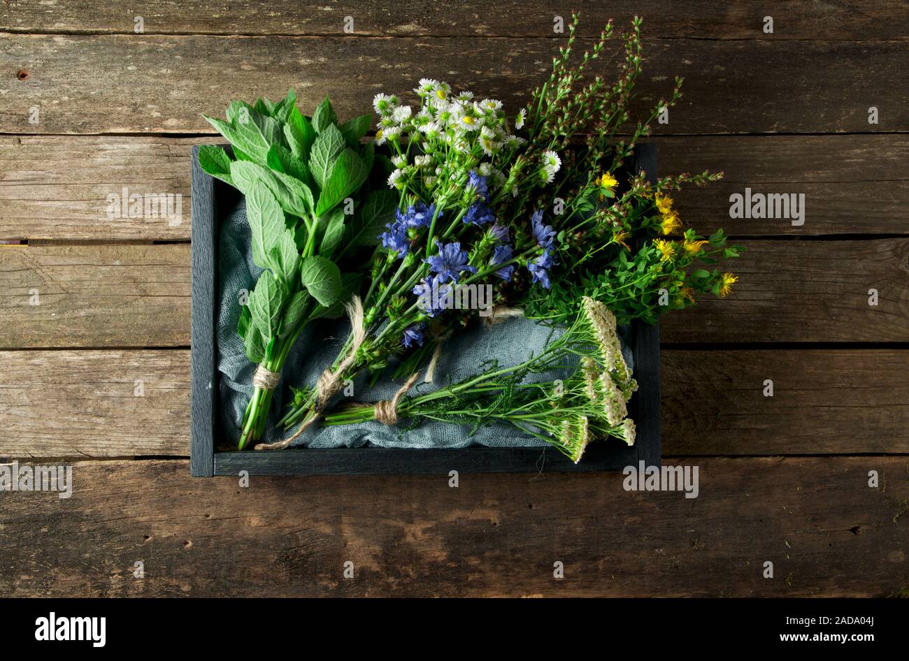 Fresh medicinal herbs. Medicinal herbs (chamomile, wormwood, yarrow, mint, St. John's wort and chicory) on an old wooden board. Stock Photo