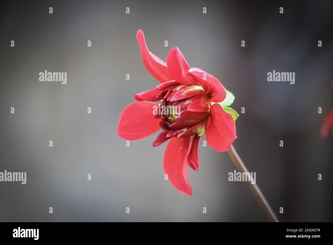 Dhalia flower of my garden Stock Photo