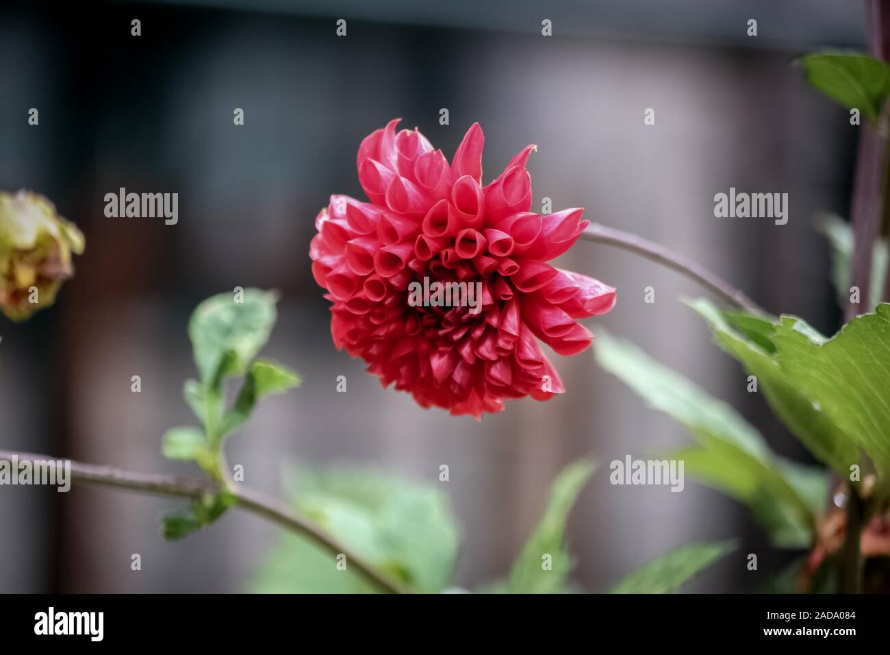 Dhalia flower of my garden Stock Photo