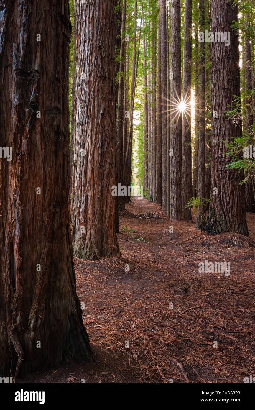 Afternoon sun peeking between Redwood trees in the Yarra Valley, Australia. Stock Photo