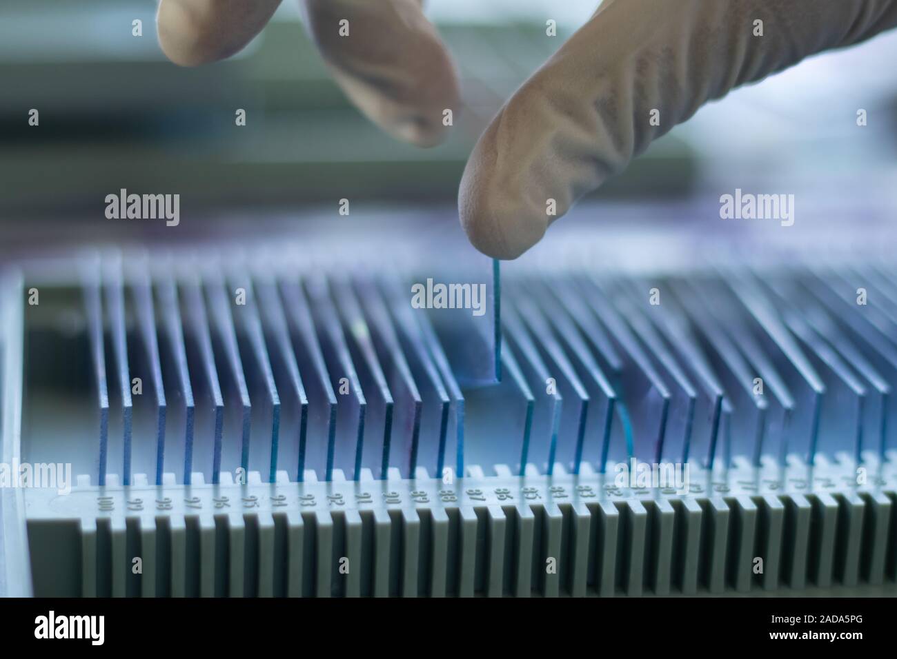 Closeup of hands checking Blood testing glass slide from the archive or old records at laboratory. Stock Photo